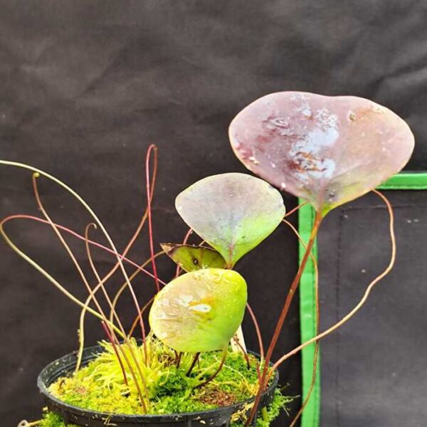 Utricularia Epifita "Humboldtii"