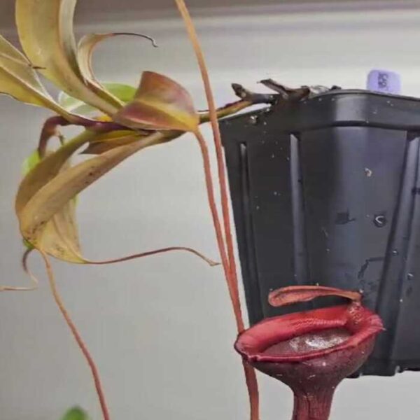 Nepenthes "Jamban BE-3875"