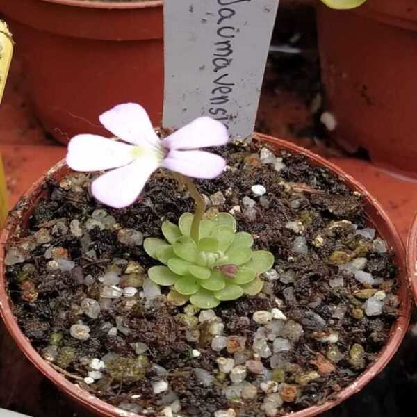 Pinguicula "Jaumavensis "Cardonal""
