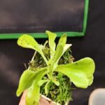 Pinguicula "Laxifolia"
