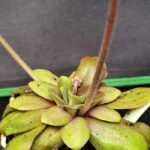 Pinguicula "Laueana"