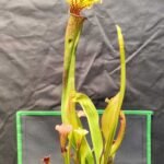 Sarracenia "Leucophylla Walton co. X Rubra spp. Jonesii SG"