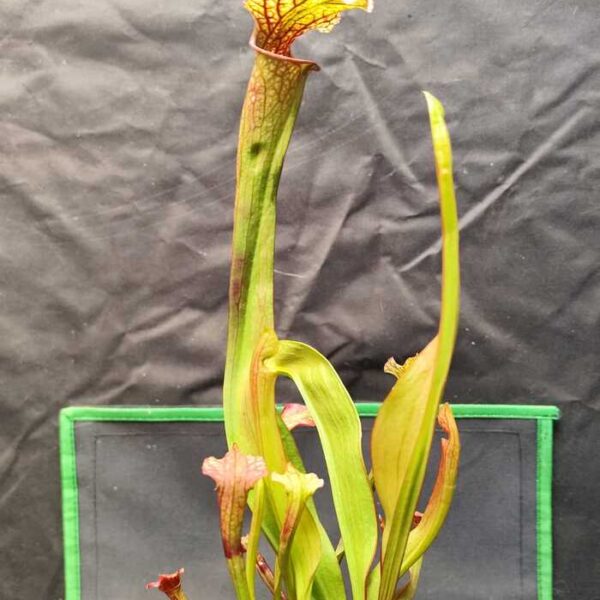 Sarracenia "Leucophylla Walton co. X Rubra spp. Jonesii SG"