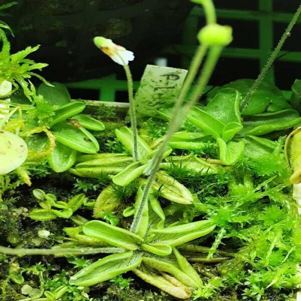 Pinguicula "Lusitanica"