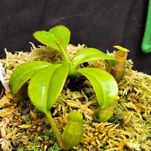Nepenthes "Macrophylla"