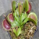 Dionaea "Marston Giant"