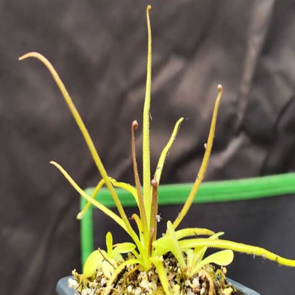 Pinguicula "Medusina"
