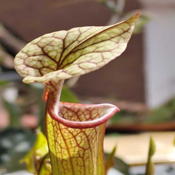 Sarracenia "Adrian Slack"