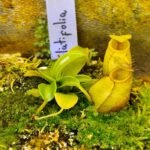 Nepenthes "Undulatifolia"
