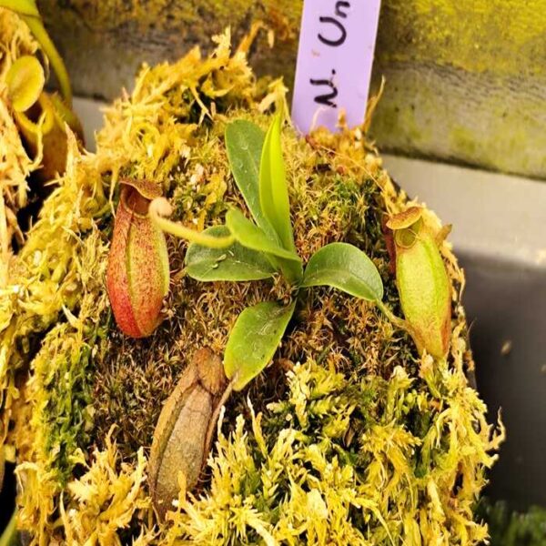 Nepenthes "Undulatifolia"