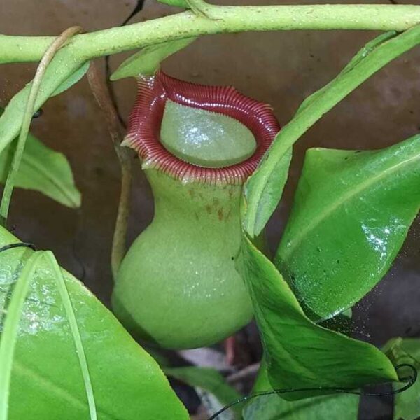 Nepenthes "Ventricosa"