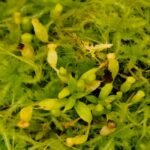 Nepenthes "Villosa"