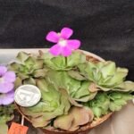 Pinguicula "x Wesser"