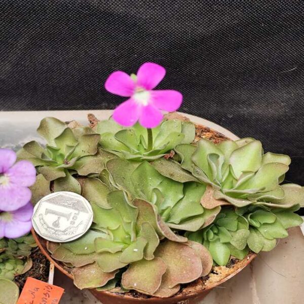 Pinguicula "x Wesser"