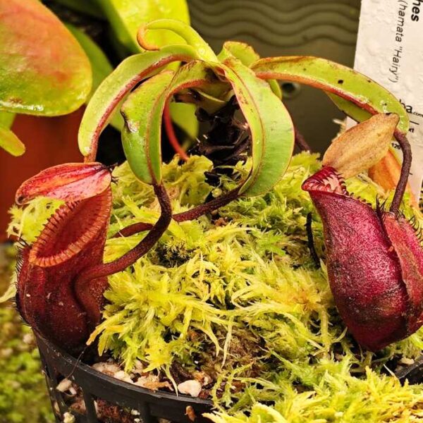 Nepenthes "Diabolica" AW 14