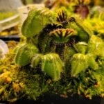 Cephalotus Eden Black x Self #1