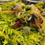 Cephalotus Eden Black x Self #2