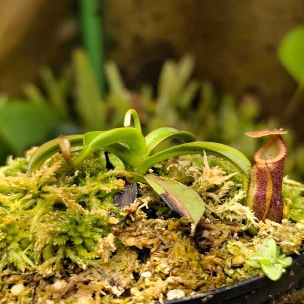 Nepenthes "Smilodon" x edwardsiana AW 04
